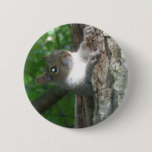 Östra Grått-ekorreartiklar (Sciurus carolinensis) Knapp