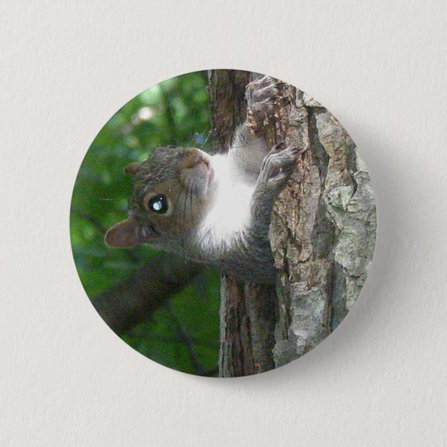 Östra Grått-ekorreartiklar (Sciurus carolinensis) Knapp (Framsida)
