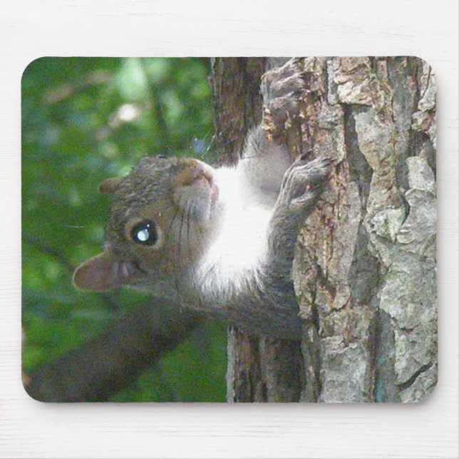 Östra Grått-ekorreartiklar (Sciurus carolinensis) Musmatta (Framsidan)