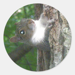Östra Grått-ekorreartiklar (Sciurus carolinensis) Runt Klistermärke