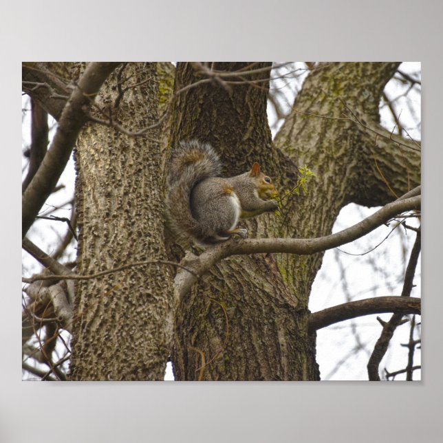 Östra Grått ekorrel Eating Oak Flowers Poster (Framsidan)