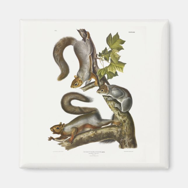 Östra Grått Squirrel (Migratory Squirrel) Audubon Magnet (Framsidan)