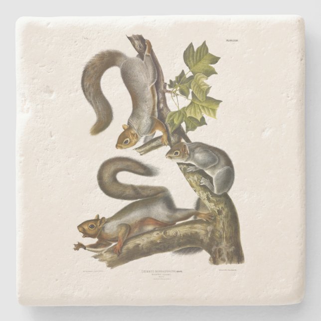 Östra Grått Squirrel (Migratory Squirrel) Audubon Stenunderlägg (Framsidan)