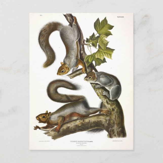 Östra Grått Squirrel (Migratory Squirrel) Audubon Vykort (Framsida)