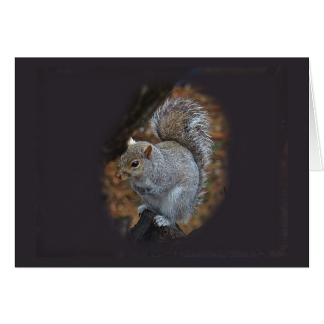 Östra Grått Squirrel - Sciurus carolinensis Hälsningskort (Framsidan Horizontal)
