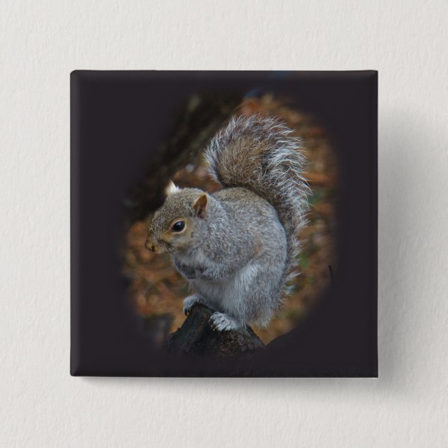 Östra Grått Squirrel - Sciurus carolinensis Knapp (Framsida)