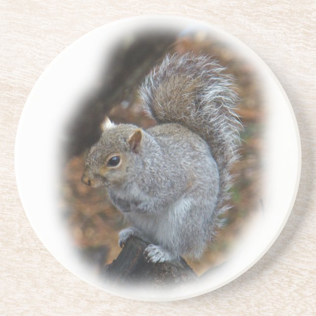 Östra Grått Squirrel - Sciurus carolinensis Underlägg (Framsidan)