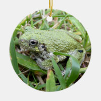 Östra Grått Treefrog Nature Photography