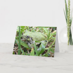 Östra Grått Treefrog Nature Photography Kort