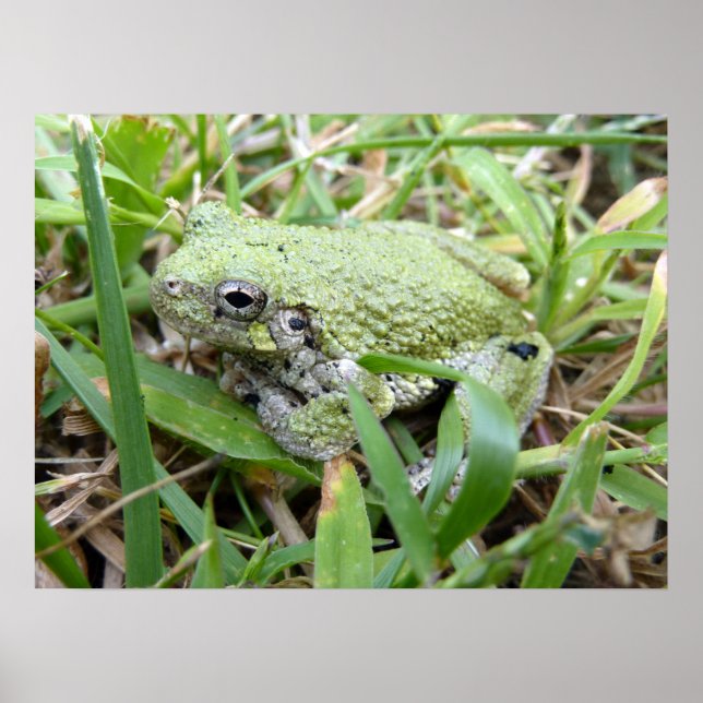 Östra Grått Treefrog Nature Photography Poster (Framsidan)