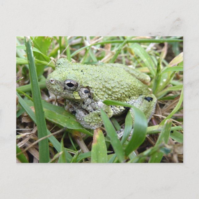 Östra Grått Treefrog Nature Photography Vykort (Framsida)