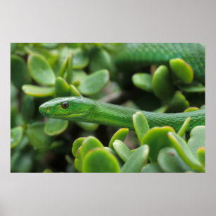 Östra Grönt Mamba (Dendroaspis Angusticeps) Poster