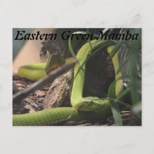 Östra Grönt Mamba Vykort
