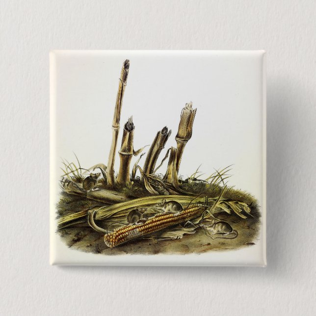 Östra Harvest Mouse eller Little Harvest Mouse Knapp (Framsida)