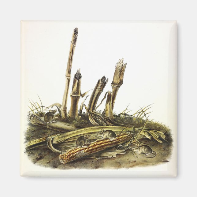 Östra Harvest Mouse eller Little Harvest Mouse Magnet (Framsidan)