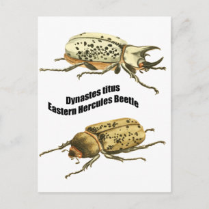 Östra Hercules Beetle Vykort