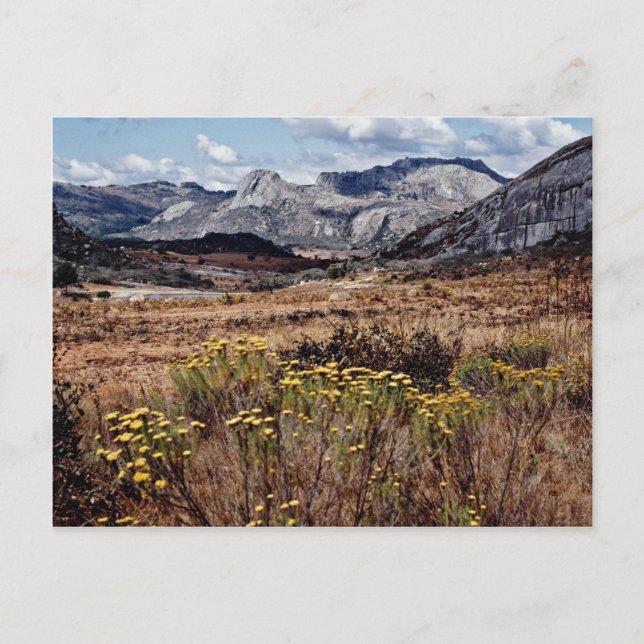 Östra högland, Zimbabwe-blommor Vykort (Framsida)