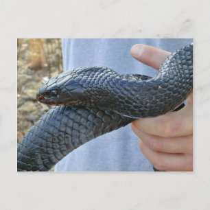 Östra indigo snake (Drymarchon corais couperi) Vykort