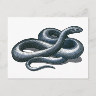 Östra Indigo Snake-vykort Vykort