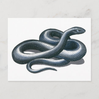 Östra Indigo Snake-vykort Vykort