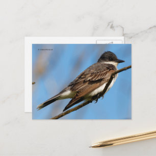 Östra Kingbird Flycatcher Songbird på Gren Vykort