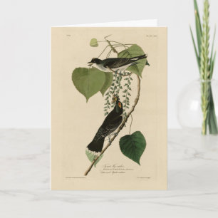 Östra Kingbird från Audubon's Birds of America Kort