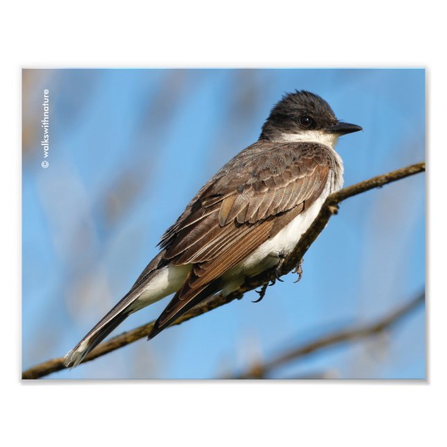 Östra Kingbird på Gren Fototryck (Framsidan)