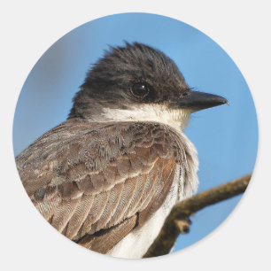 Östra Kingbird på Gren Runt Klistermärke