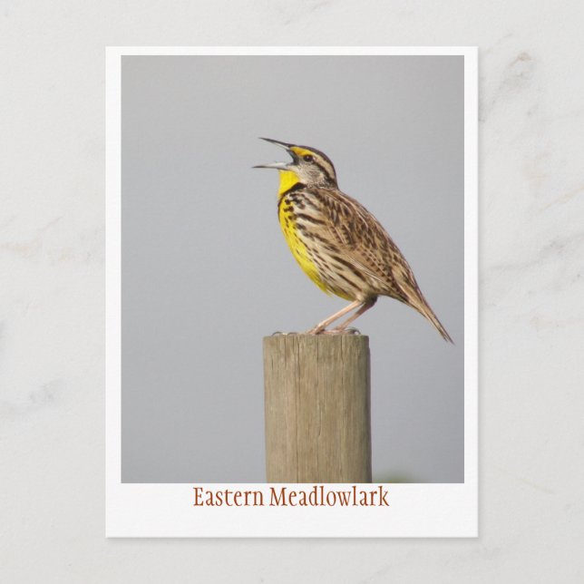 Östra Meadlowlark Vykort (Framsida)