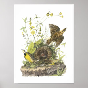 Östra Meadowlark från Audubon Poster
