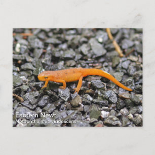 Östra Newt Vykort