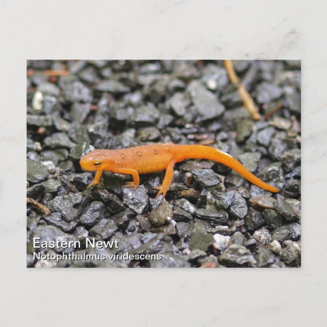 Östra Newt Vykort (Framsida)