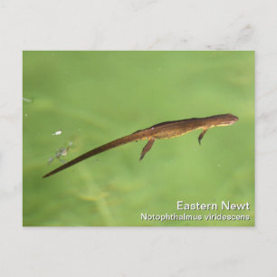 Östra Newt Vykort