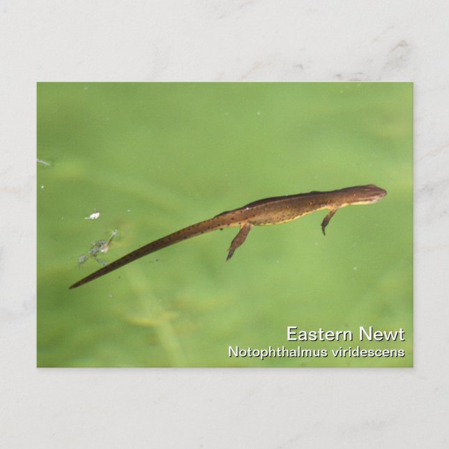 Östra Newt Vykort (Framsida)