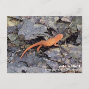 Östra Newt Vykort