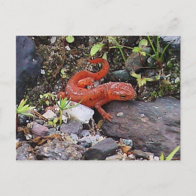 Östra - nytt fotovykort vykort (Framsida)