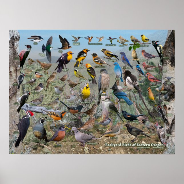 Östra Oregons bakgård Poster (Framsidan)