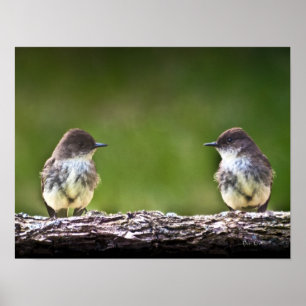 Östra Phoebe Fledglings Poster