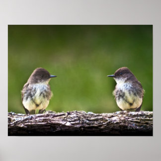 Östra Phoebe Fledglings Poster