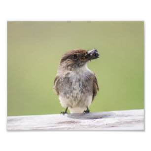 Östra Phoebe Gathering Lera for Nest Photo Print Fototryck