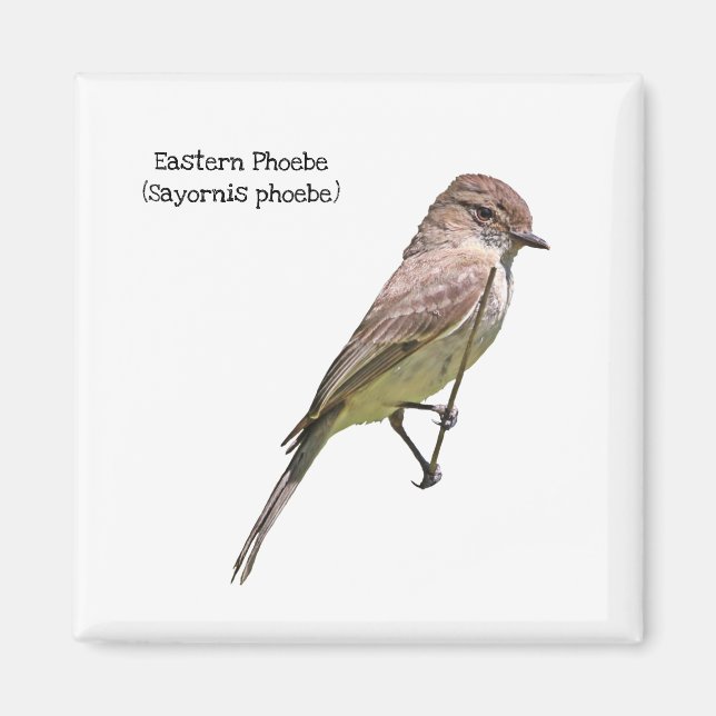 Östra Phoebe Magnet (Framsidan)