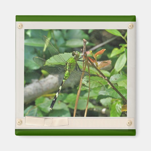 Östra Pondhawk Dragonfly Coordinated Items Magnet (Framsidan)