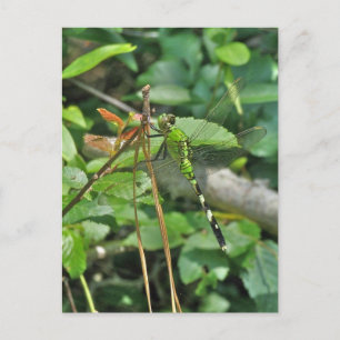 Östra Pondhawk Dragonfly Coordinated Items Vykort