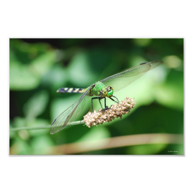 Östra Pondhawk Dragonfly-utskrift Fototryck (Framsidan)