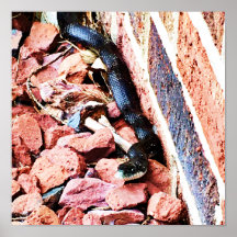 Östra Råtta Snake Poster