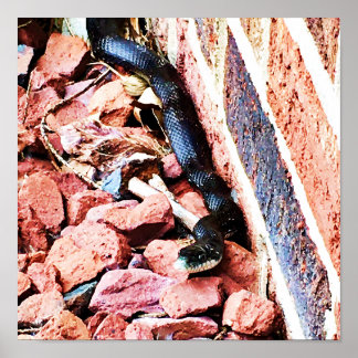 Östra Råtta Snake Poster