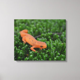 Östra Red Spoted Newt Canvastryck