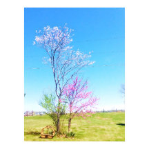 Östra Redbud Stands Beside Östra Redcedar