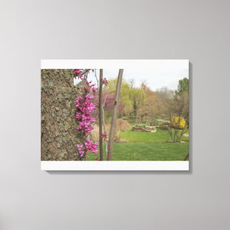 Östra Redbuds USA Canvastryck