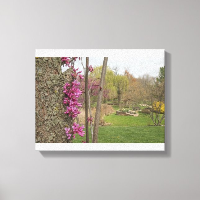 Östra Redbuds USA Canvastryck (Framsida)